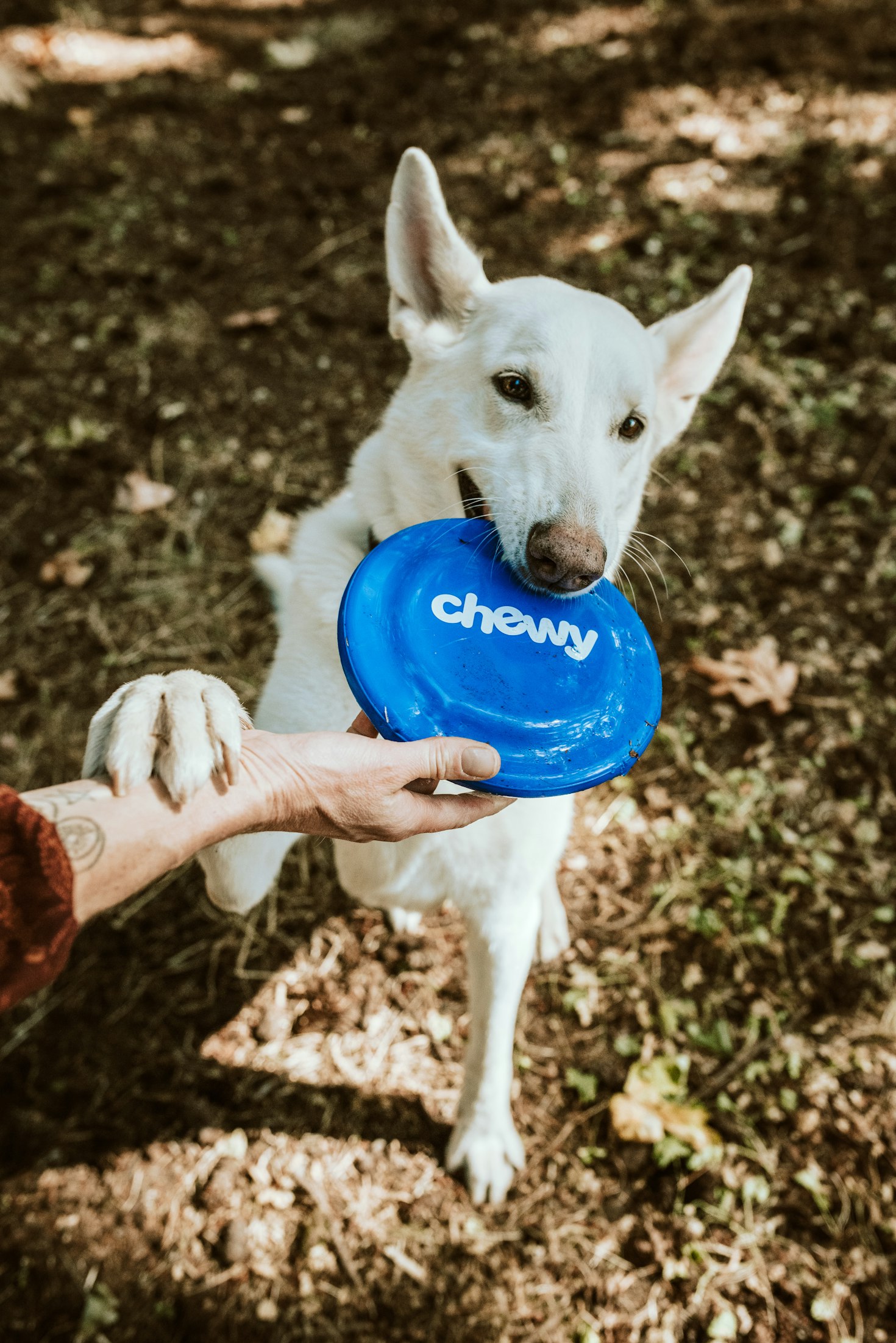 Croquettes premium pour chien