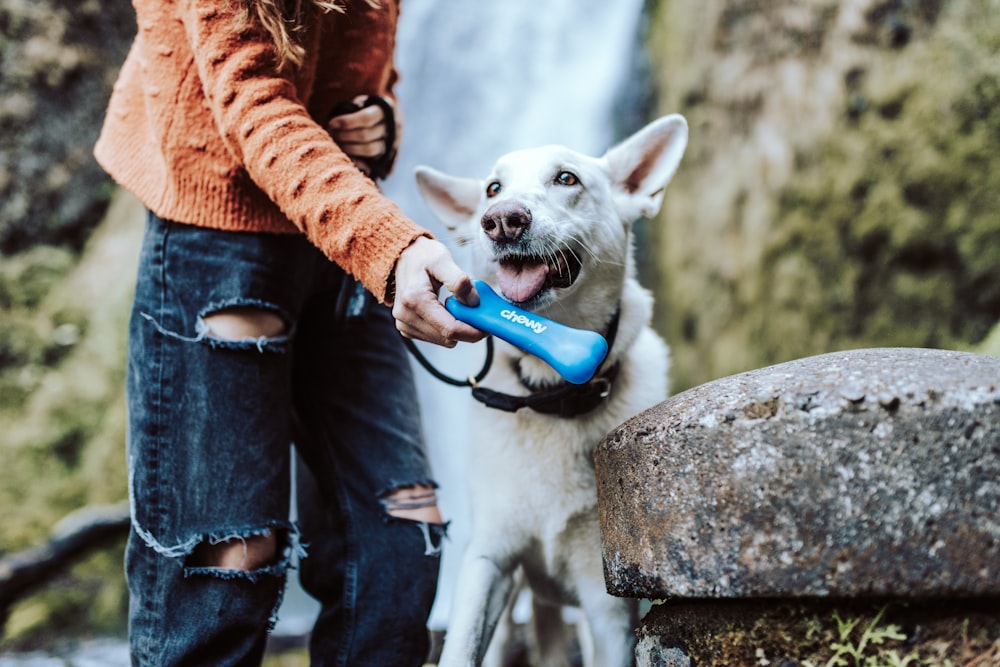 white short coat medium sized dog