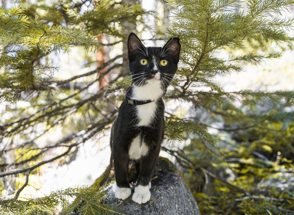tuxedo cat on gray rock during daytime