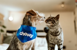 brown tabby cat with blue and white textile on head