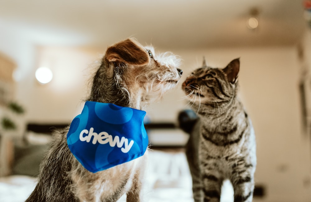 brown tabby cat with blue and white textile on head