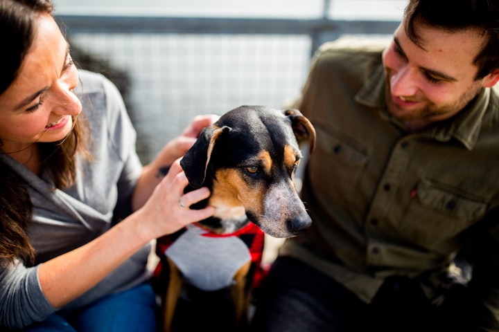 Brain Training for Dogs - Unique Dog Training Course!