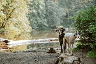 white and brown short coated dog on brown rock near body of water during daytime