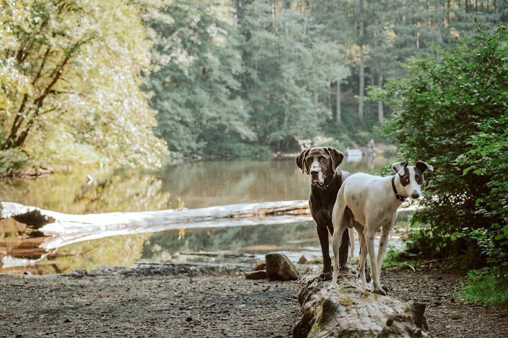 white and brown short coated dog on brown rock near body of water during daytime