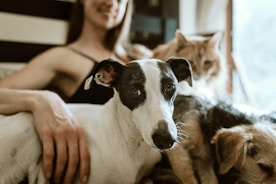 man in white t-shirt sitting beside white and black short coated dog