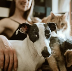 man in white t-shirt sitting beside white and black short coated dog