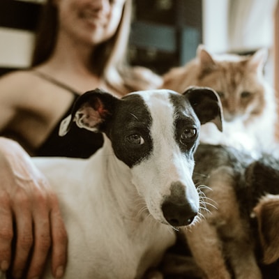 man in white t-shirt sitting beside white and black short coated dog