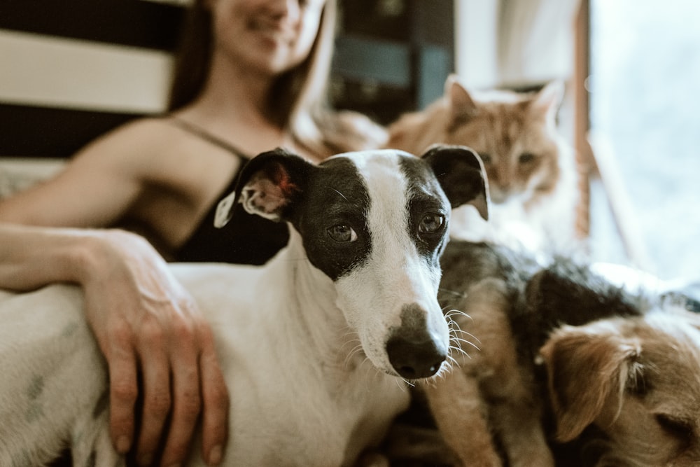 man in white t-shirt sitting beside white and black short coated dog