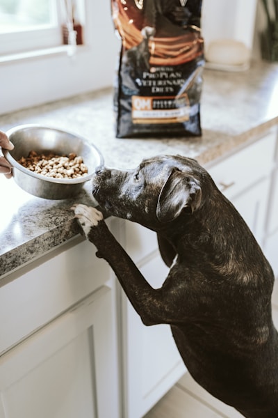 Best Dry Dog Food UK 2026: Top 15 Kibble Brands Reviewed