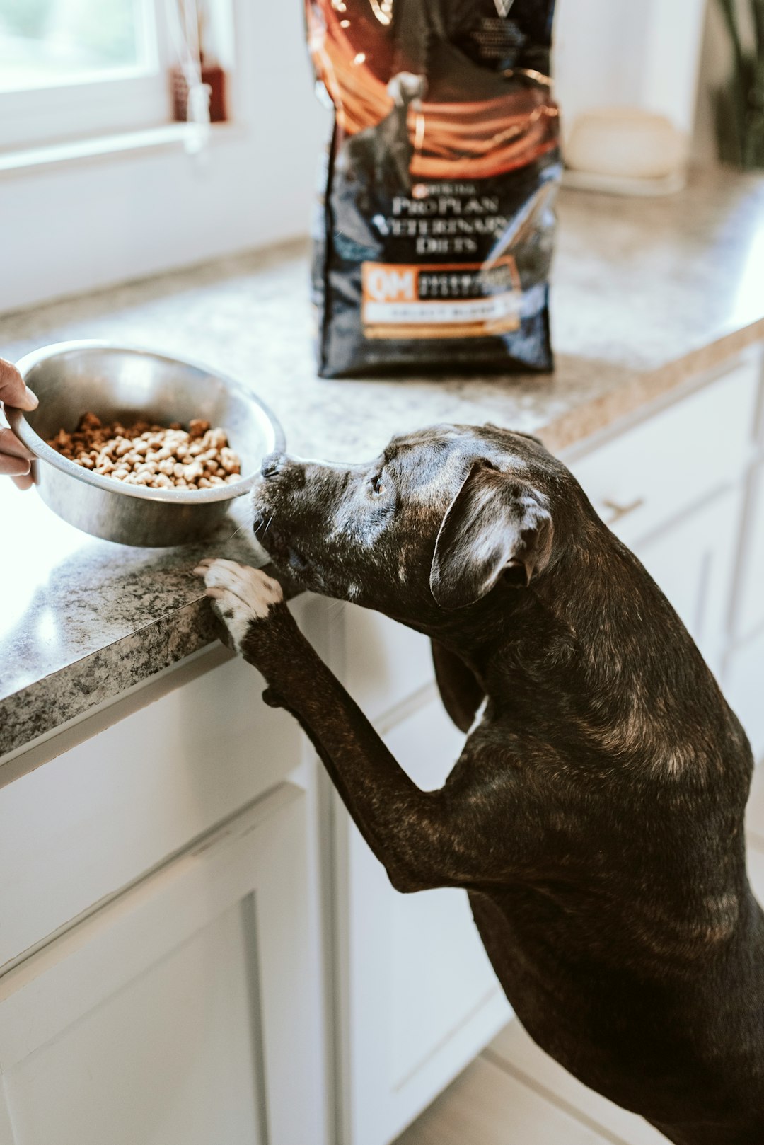 Premium Dog Food