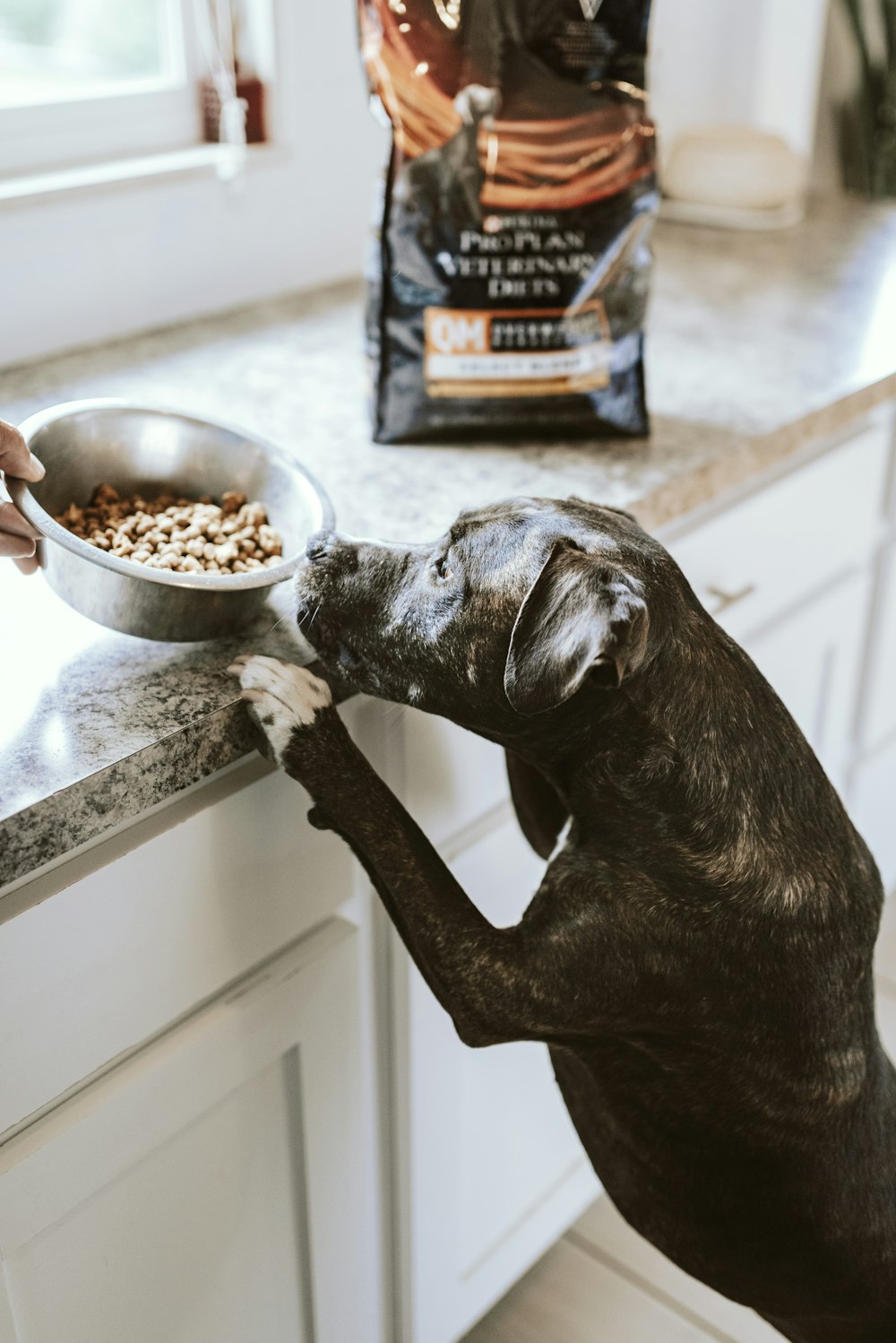 black and white short coated dog eating