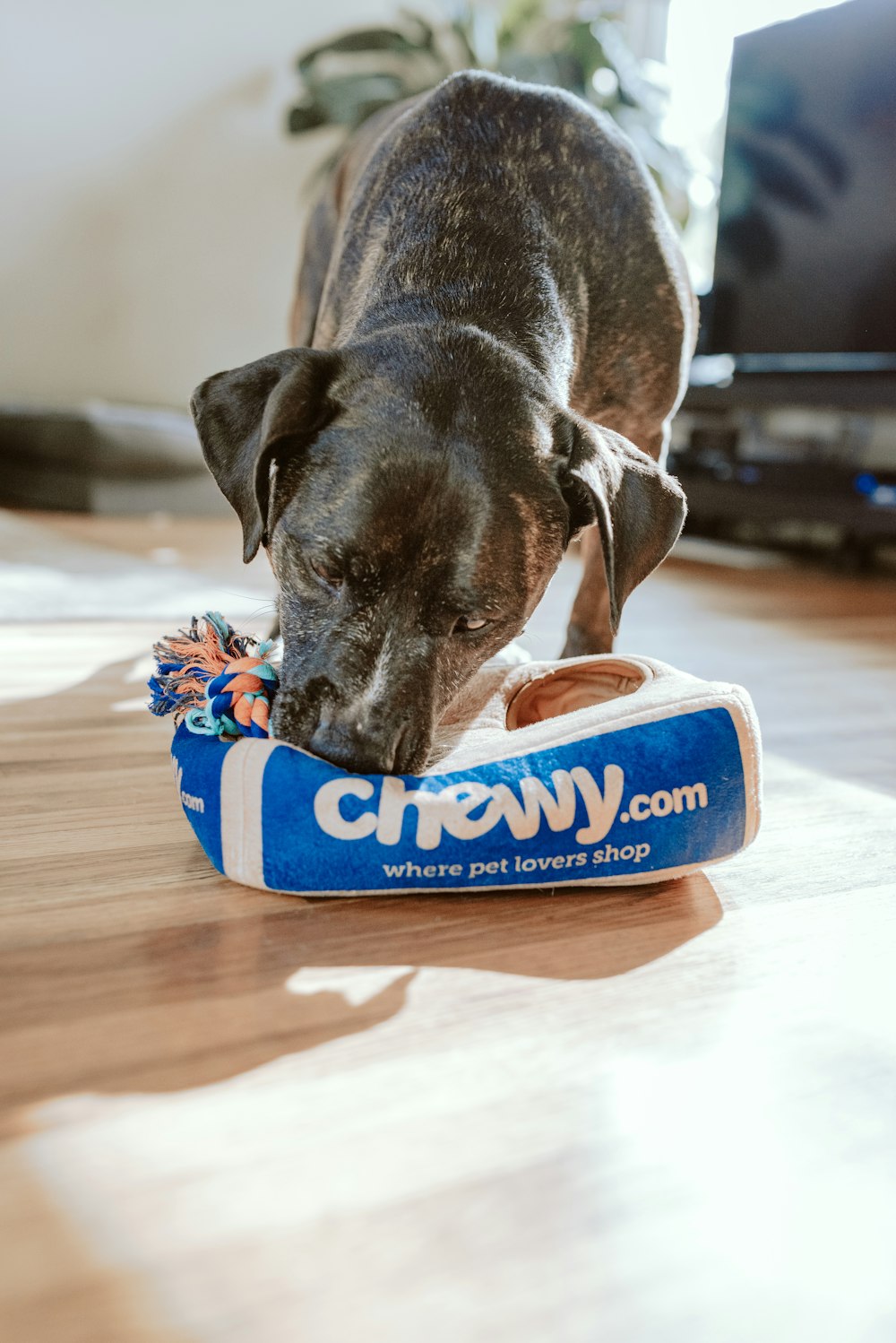 black and white short coated dog on blue and white dog bed