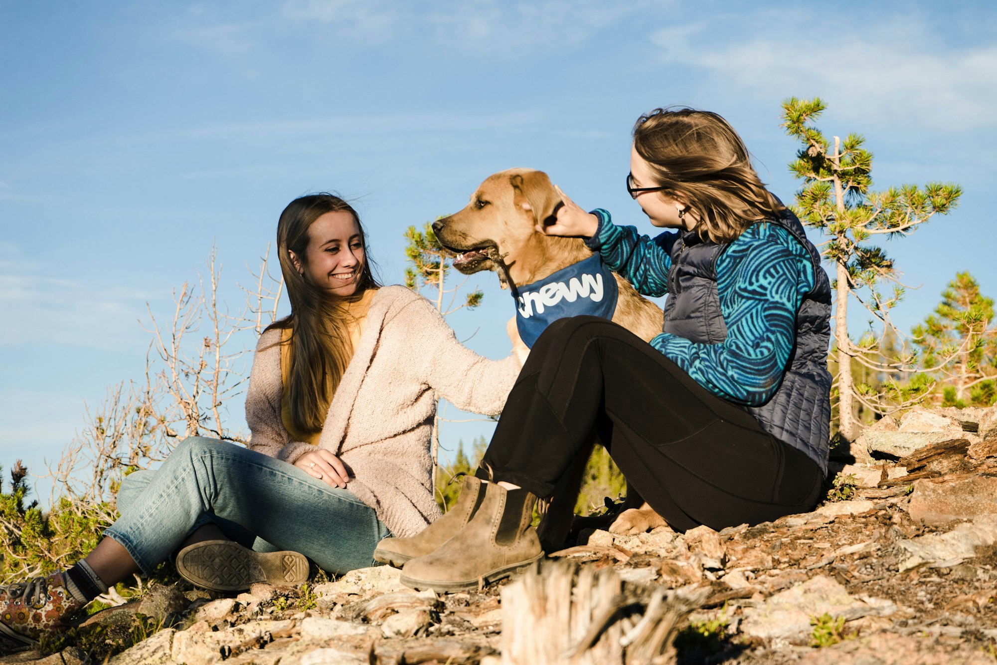 Are Martingale Collars Safe? An In-Depth Analysis for Dog Owners