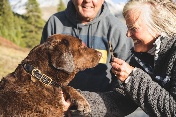 Talk to Dogs: Understanding Canine Communication and Body Language