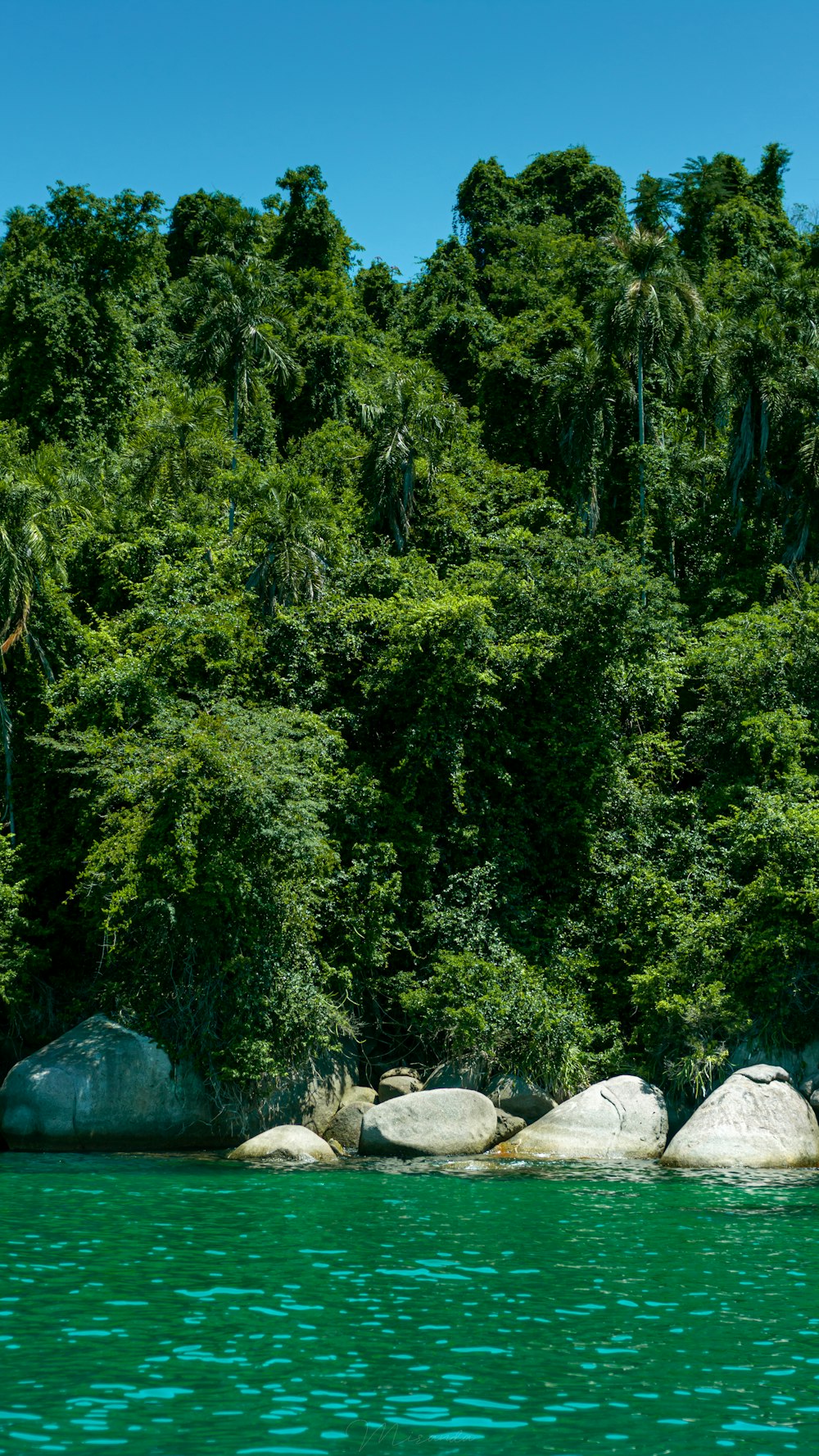 green trees and white rocks