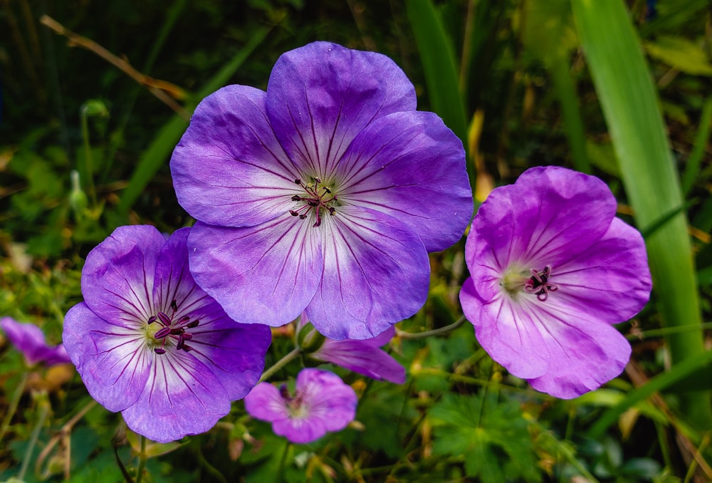 purple flower in macro shot