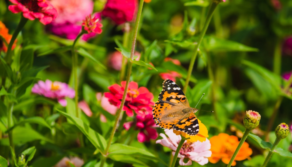 orangefarbener schwarz-weißer Schmetterling sitzt tagsüber auf roter Blume in Nahaufnahmen