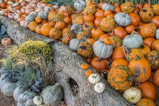 orange pumpkins on green grass