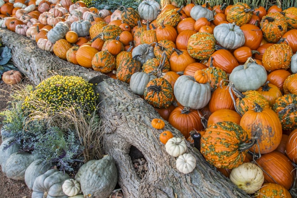 orange pumpkins on green grass