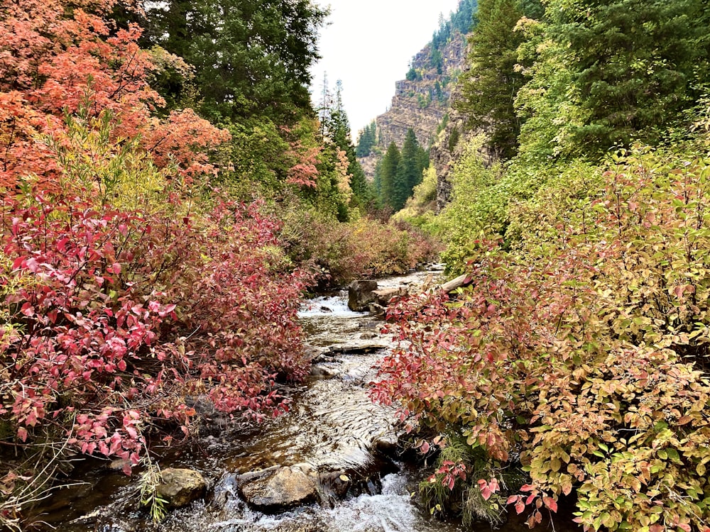 river in the middle of forest during daytime