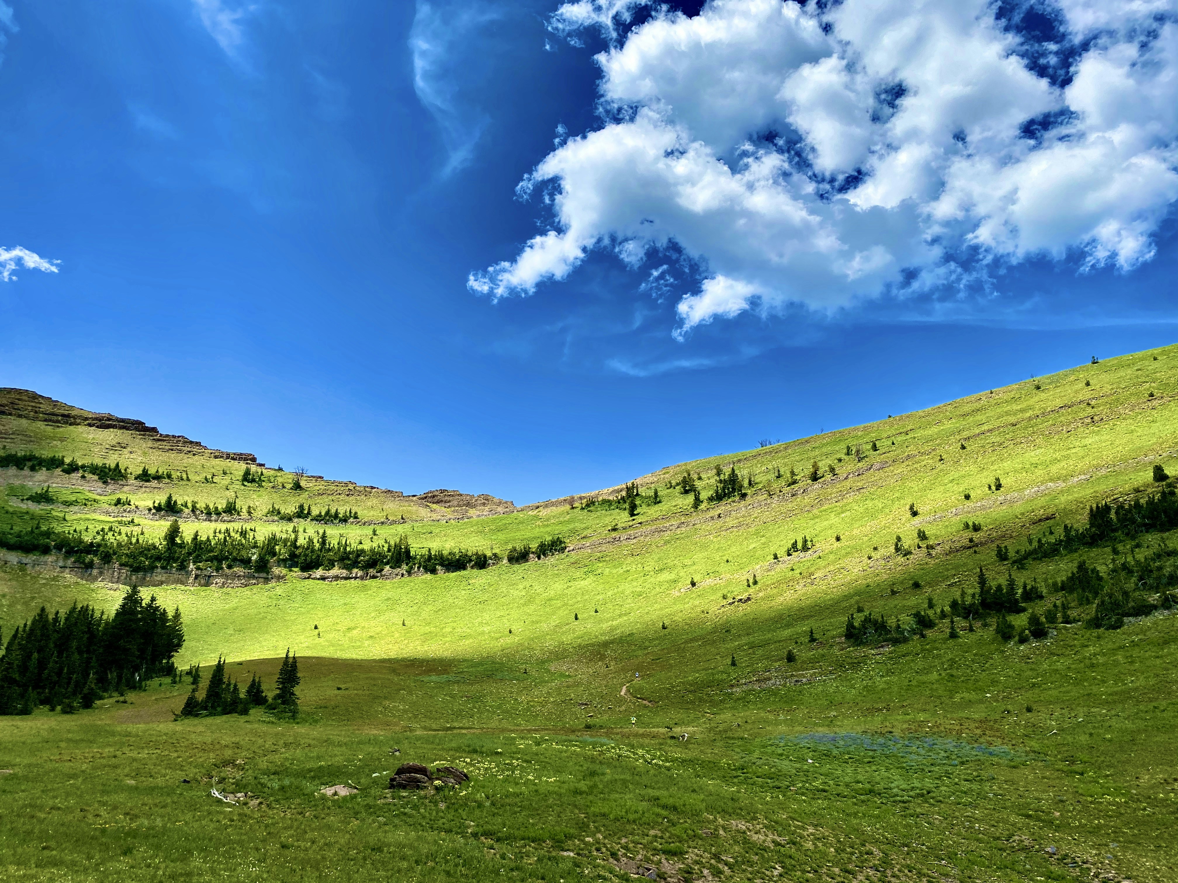 Feds to Stock Cows in Lieu of Sheep