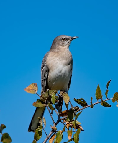brown bird perched on brown tree branch