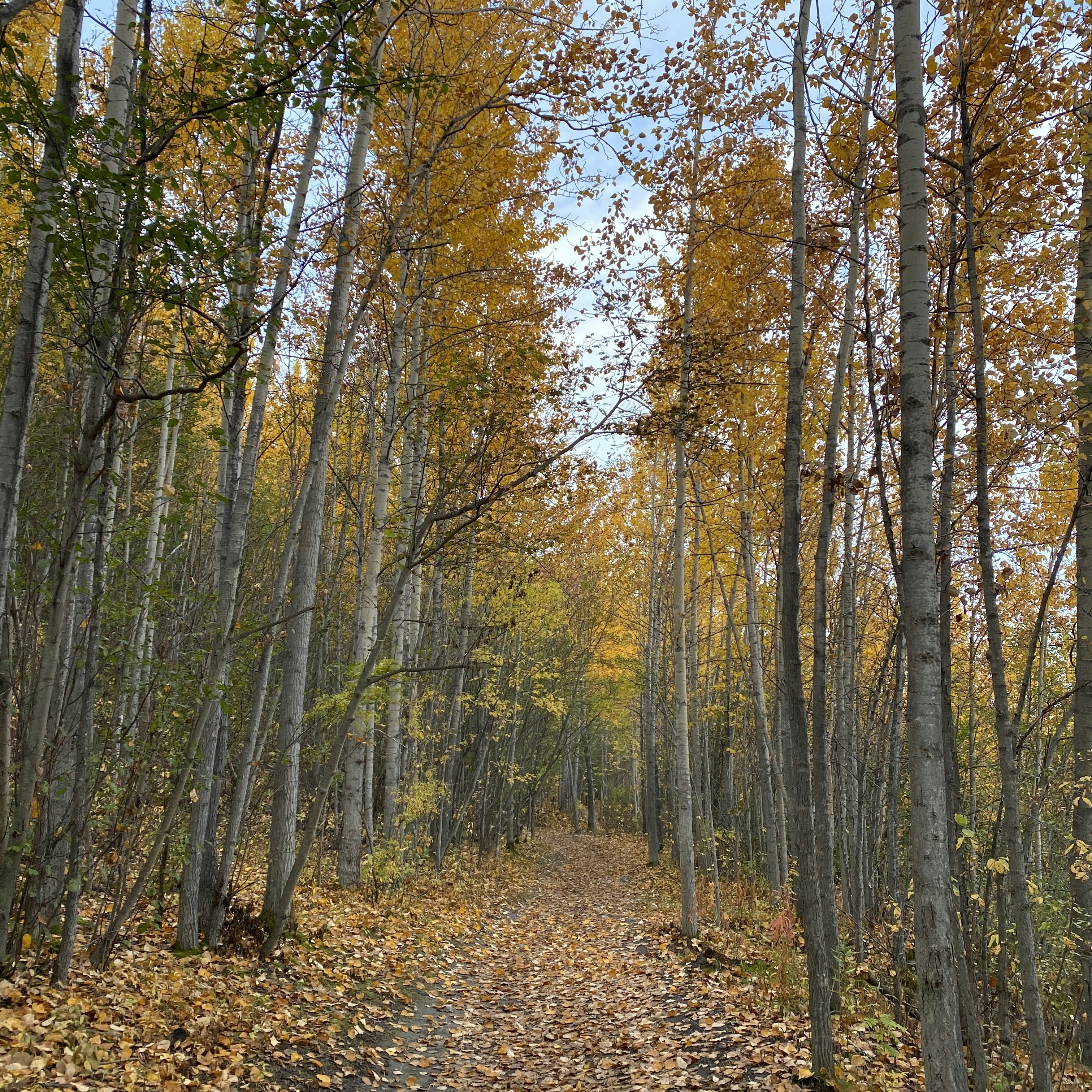 Photo by proudestpuff21