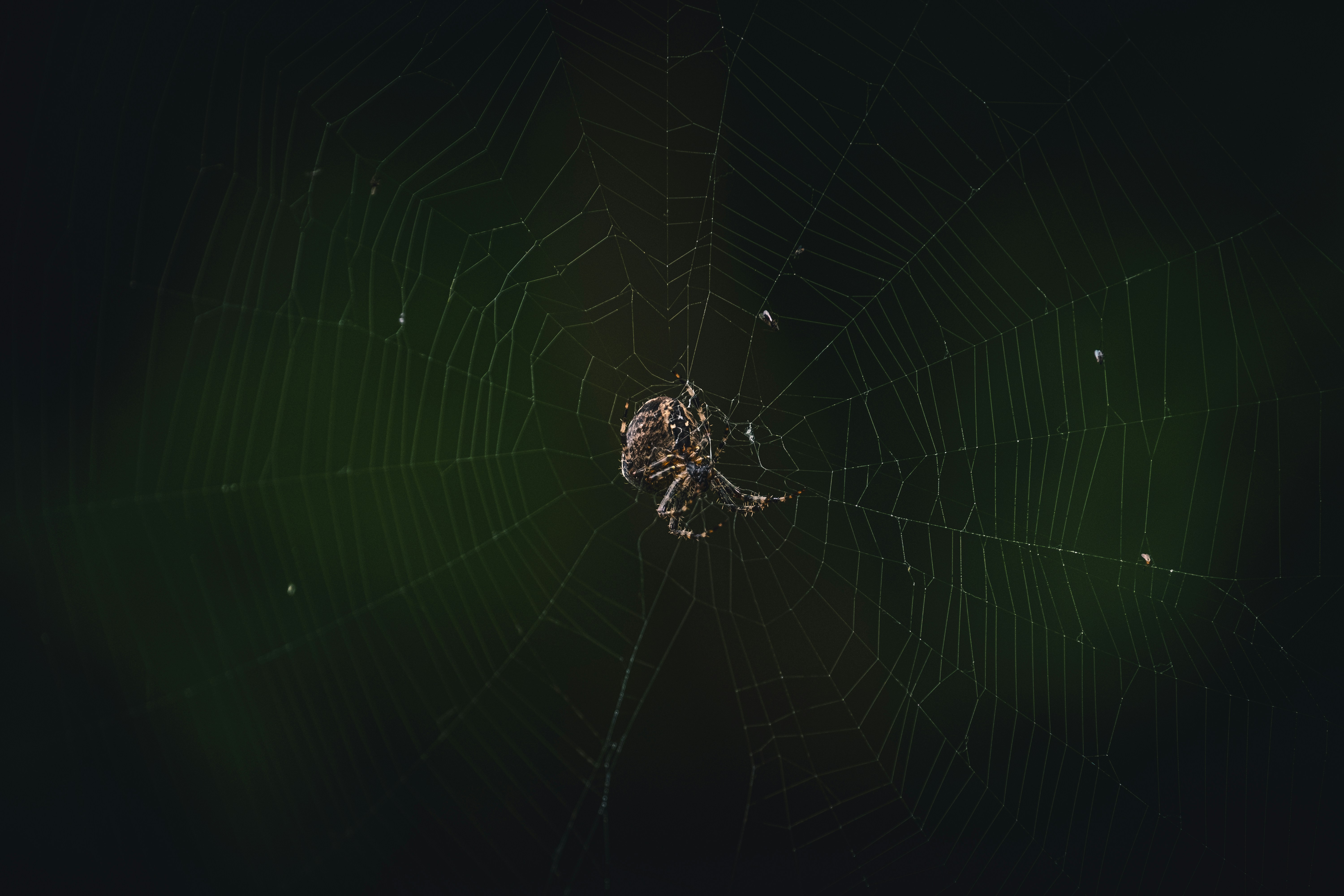 brown spider on spider web