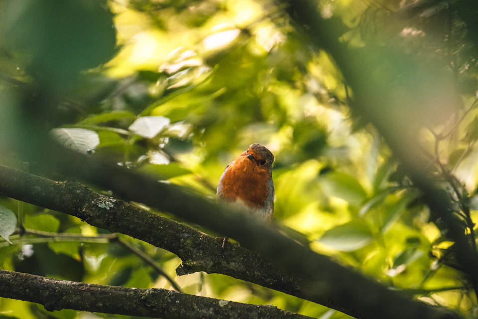 Small orange bird perches on a branch, facing right, with lush green leaves behind