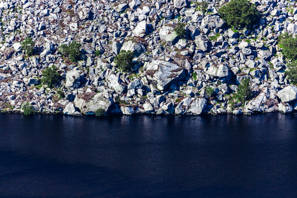 white and green trees beside body of water during daytime