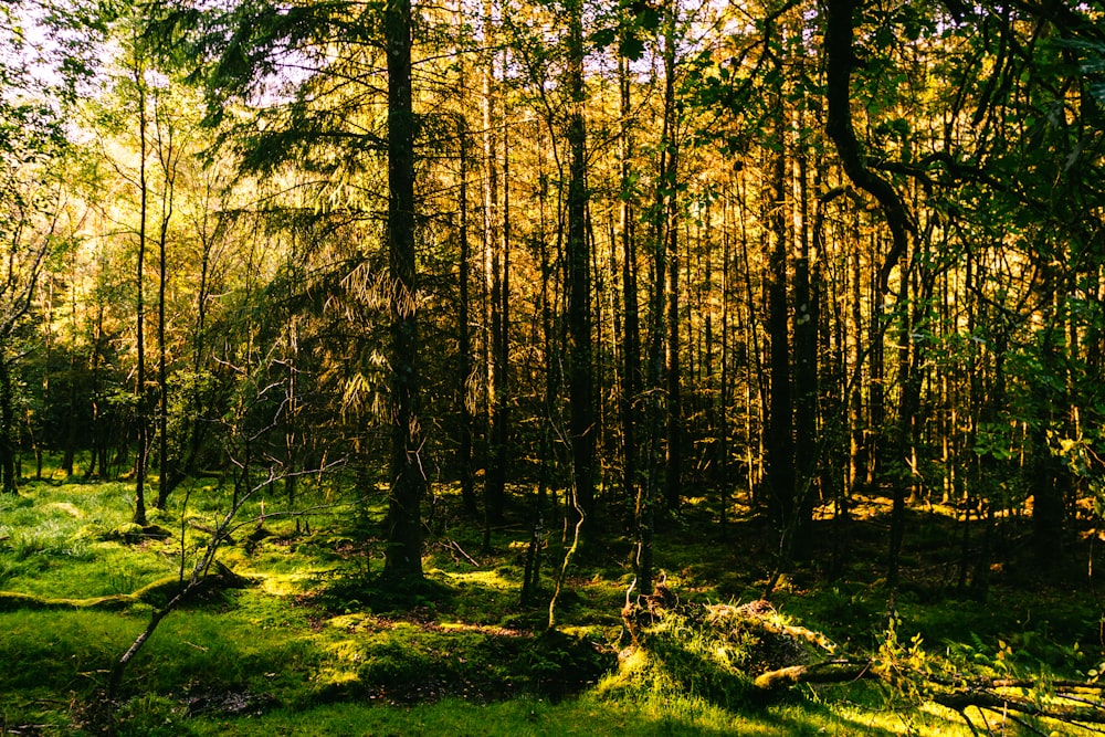 alberi verdi su campo di erba verde durante il giorno