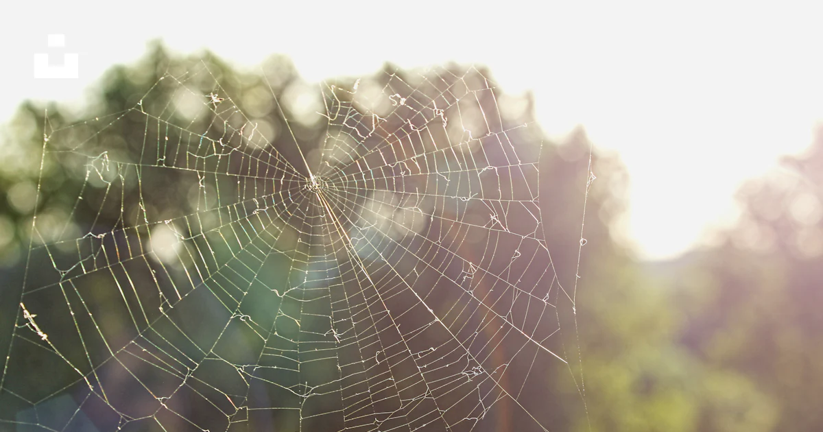 Foto Telaraña con gotas de agua en fotografía de primer plano – Imagen ...