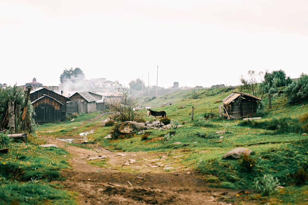 houses on green grass field during daytime