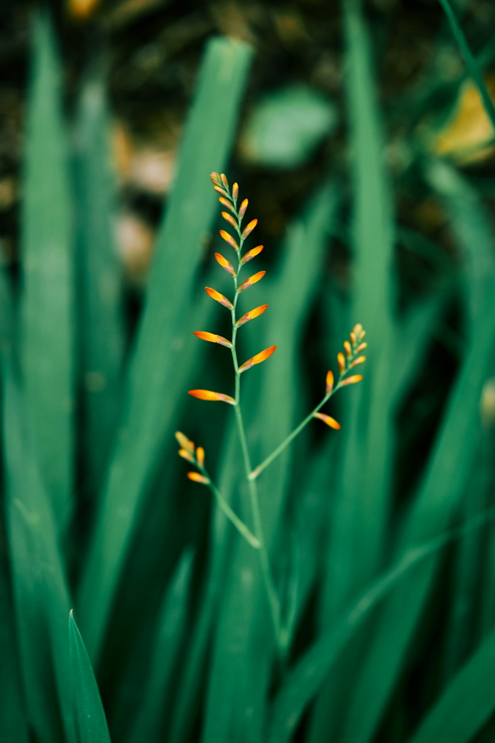 green plant in close up photography