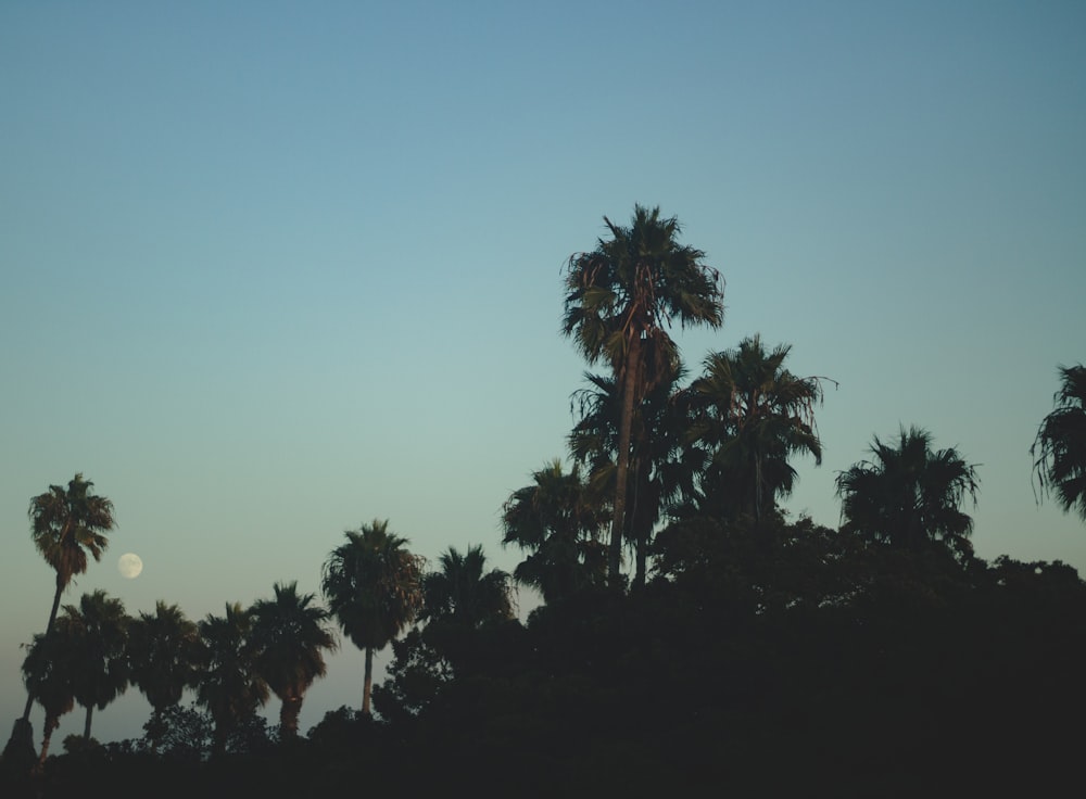 silhouette of palm trees during dusk