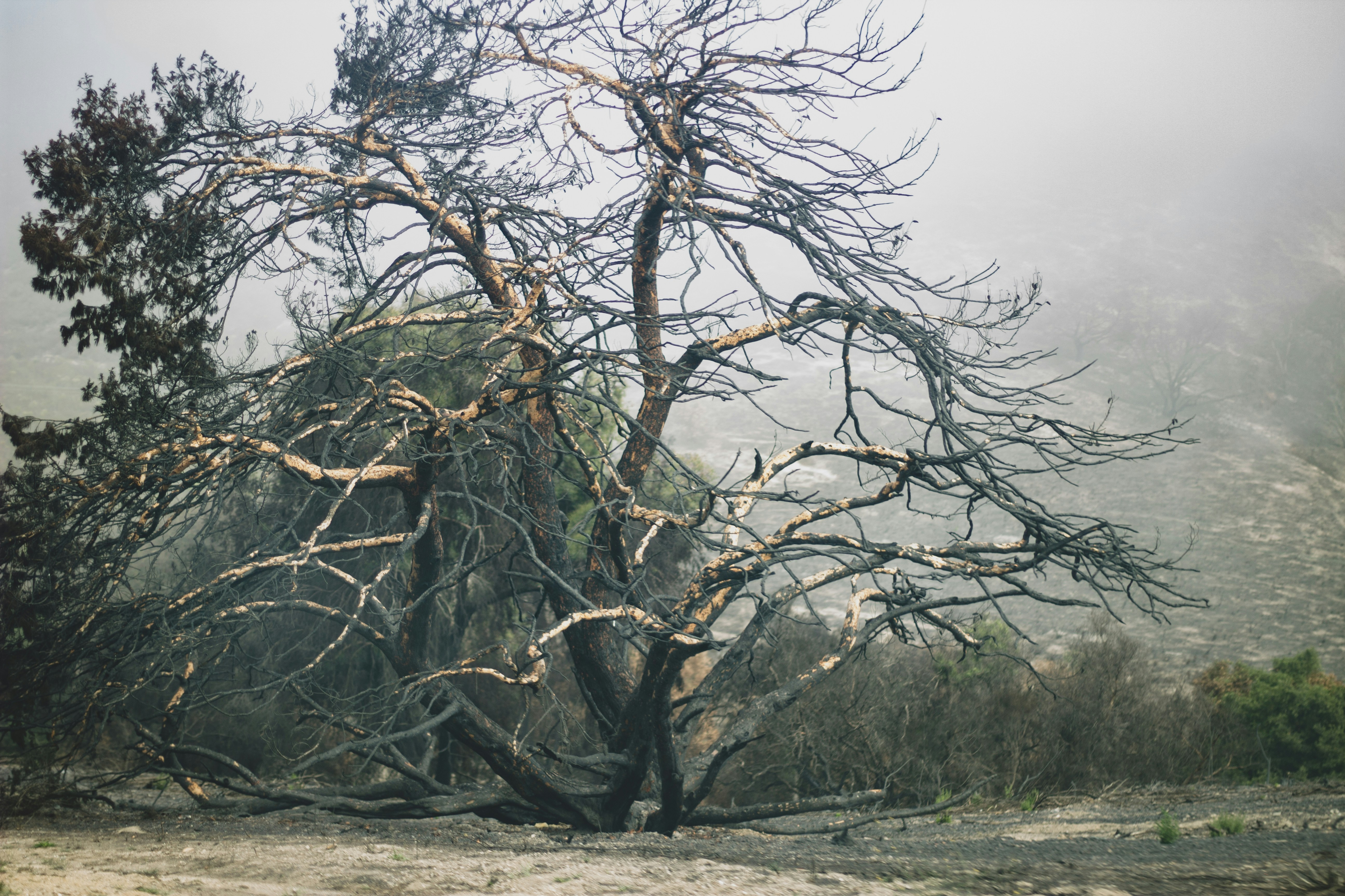 green and brown tree under white sky during daytime