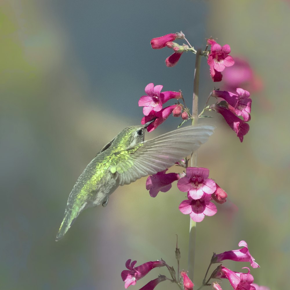 green and white bird flying near pink flower