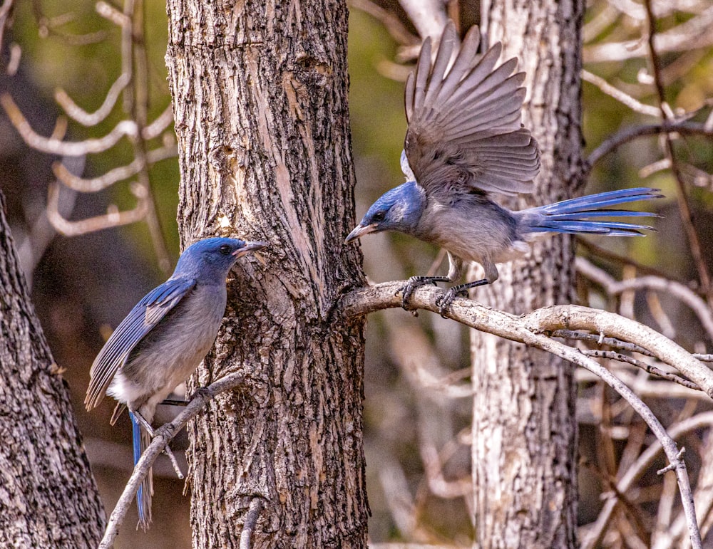 Oiseau bleu et blanc sur branche d’arbre brun