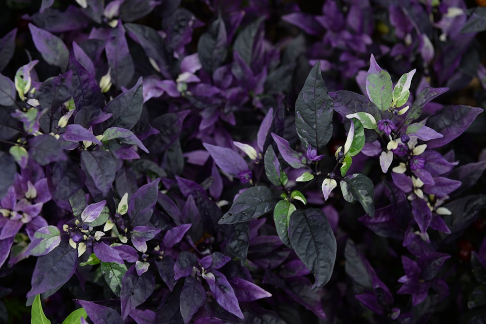 green plant with purple flowers