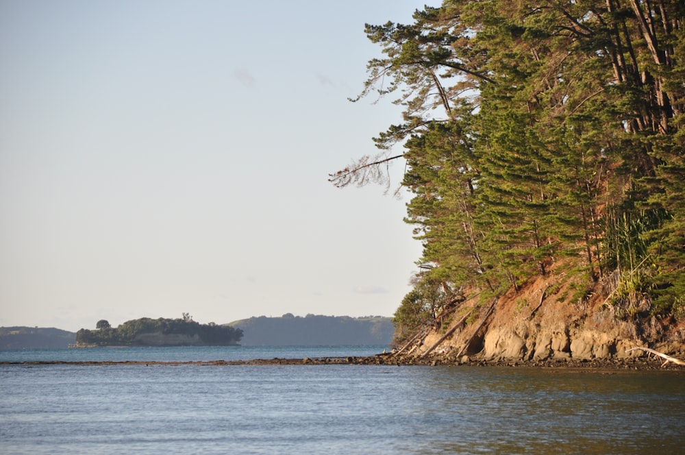 green trees near body of water during daytime