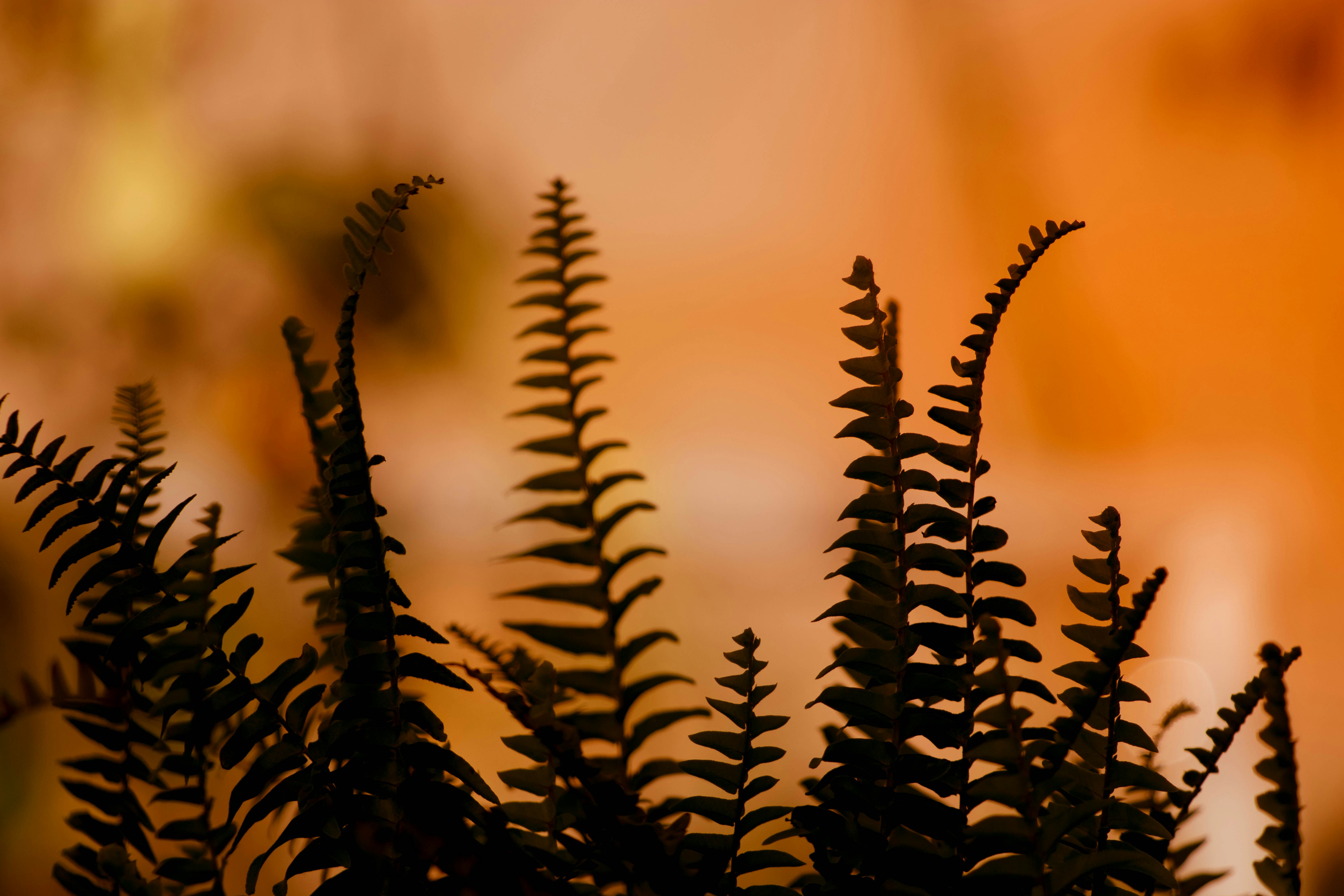 Photo by sonianadales