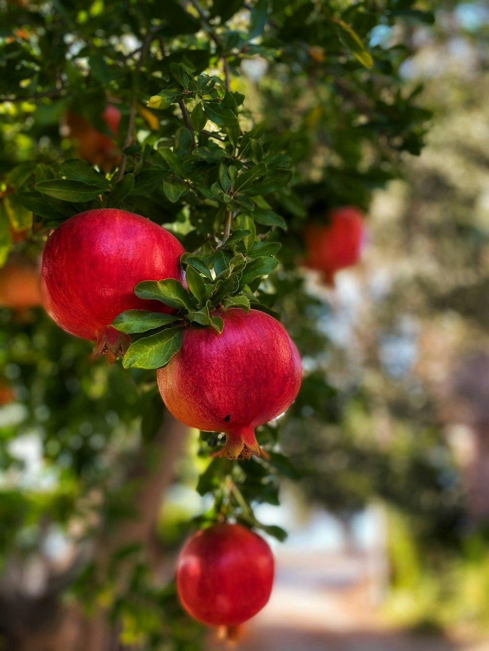 red fruit in close up photography