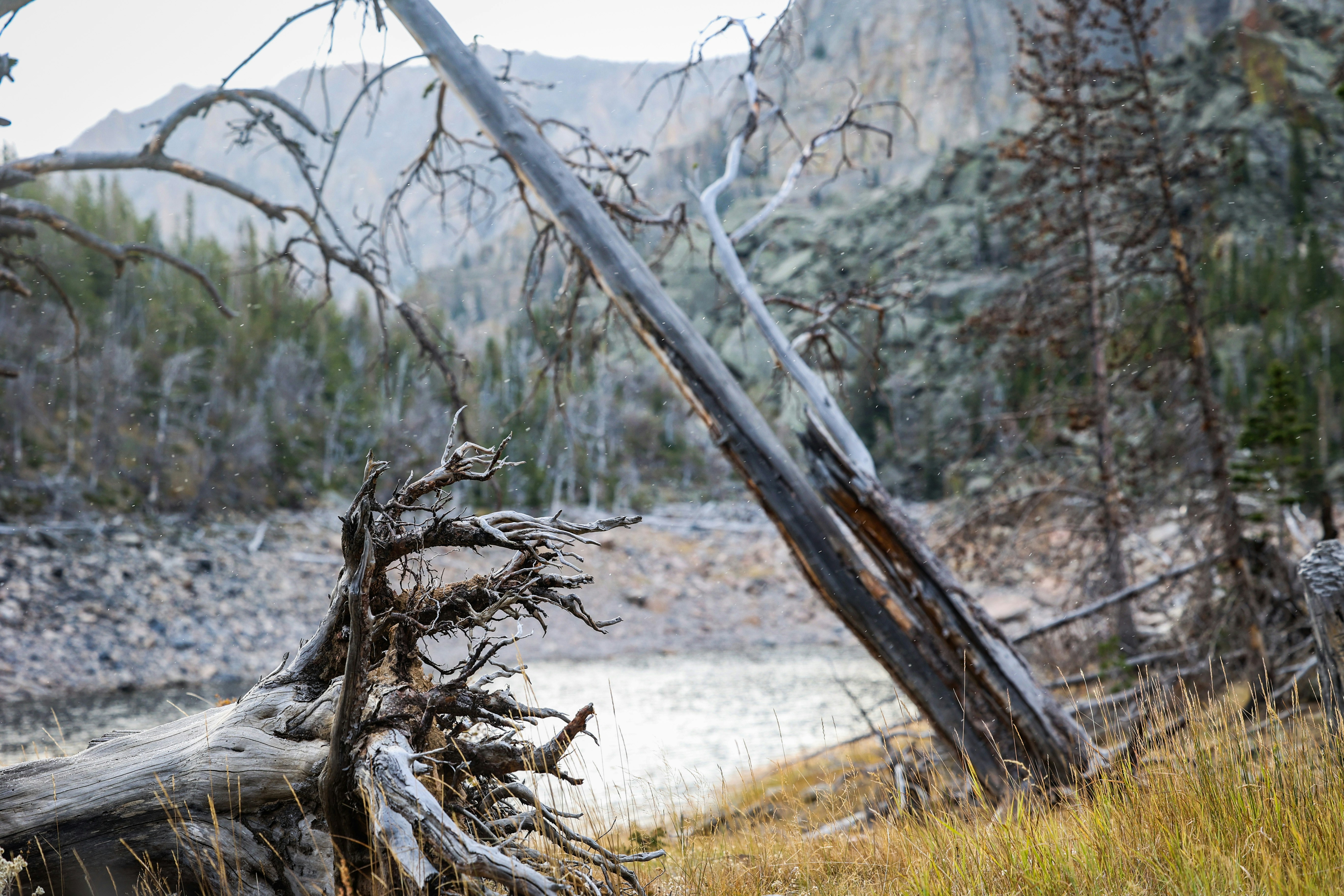 Brauner Baumstamm auf braunem Grasfeld