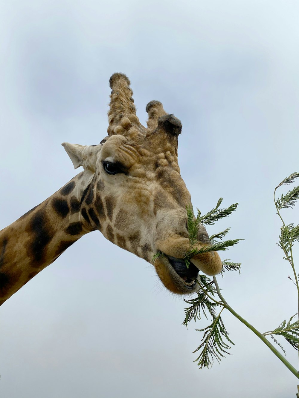 giraffe under white cloudy sky during daytime