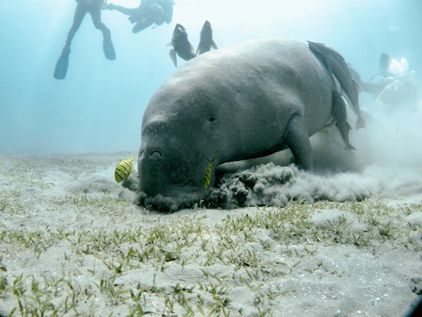 people in water near sea cow aka manatee