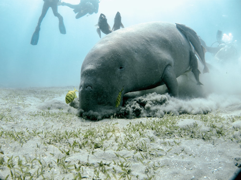 people in water near sea creature