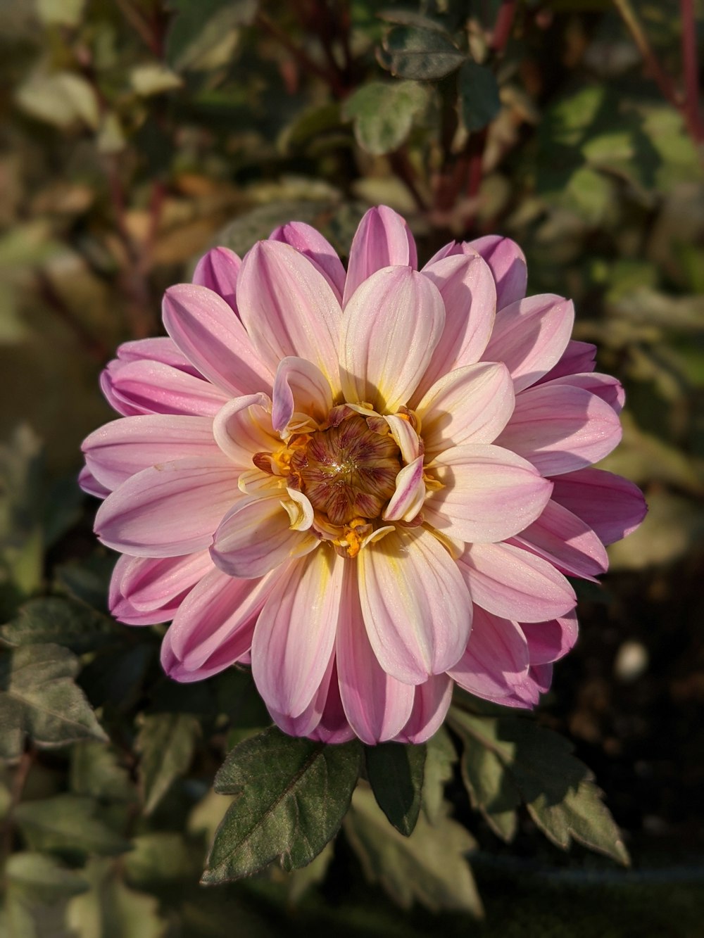 pink and white flower in tilt shift lens