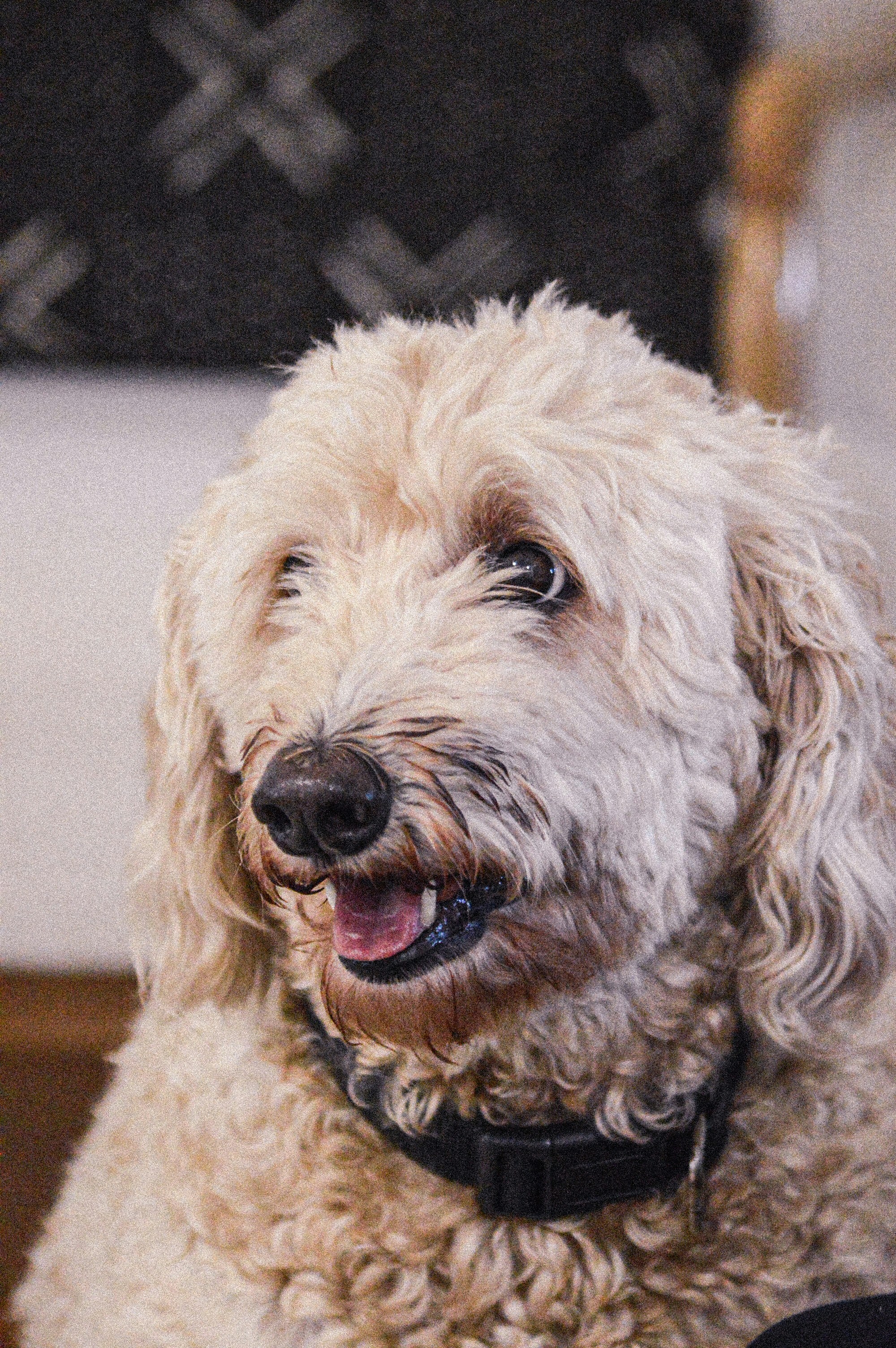 Perro pequeño blanco de pelo largo
