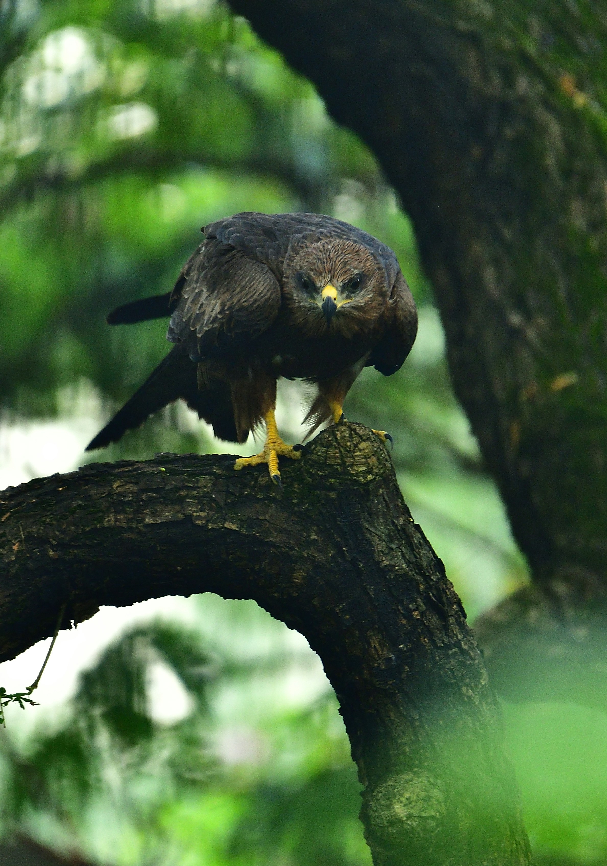 Aigle noir et blanc sur une branche d’arbre brun pendant la journée