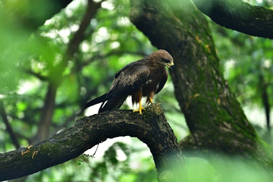 photo of Chembur Nature reserve near Mumbai